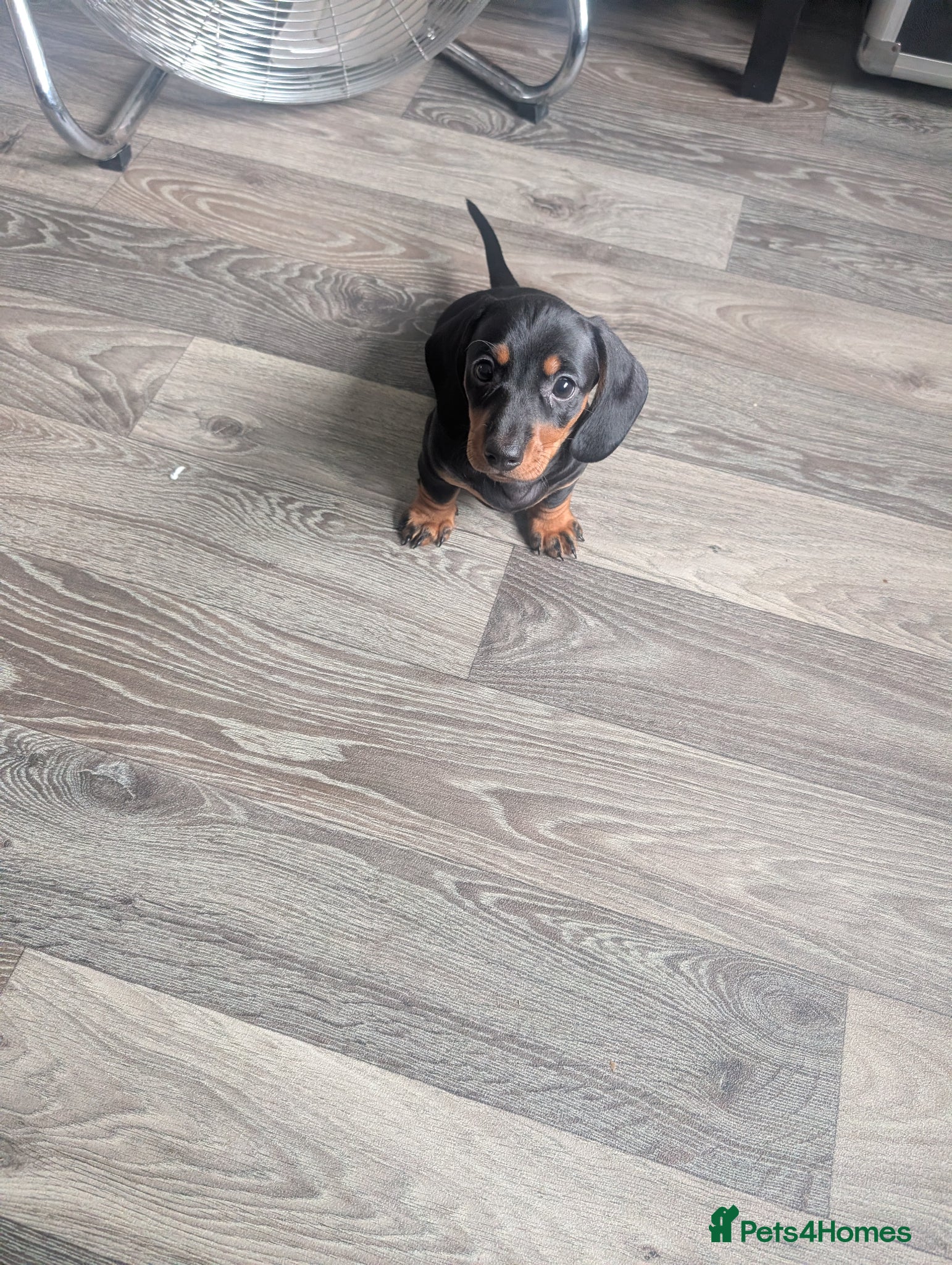 Miniature Dachshund dogs for sale: Adorable Miniature Dachshund Puppies Ready Now in Knottingley - Advert 12
