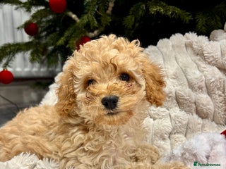 Cavapoo dogs Gorgeous F1 Cavapoo pups, health tested 🐾 - Advert 11