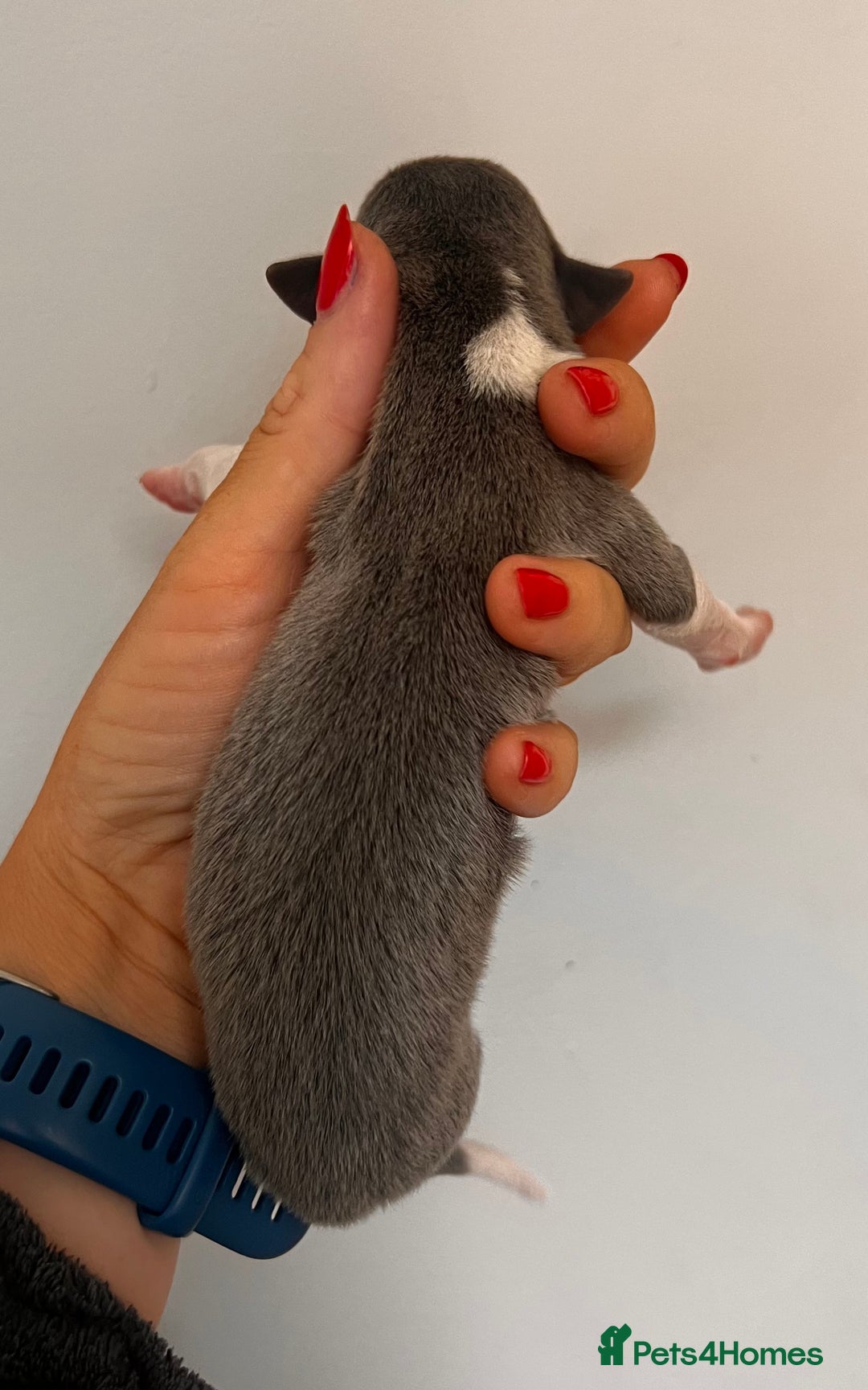 Whippet dogs for sale: Lovely petite Whippets - Image 29