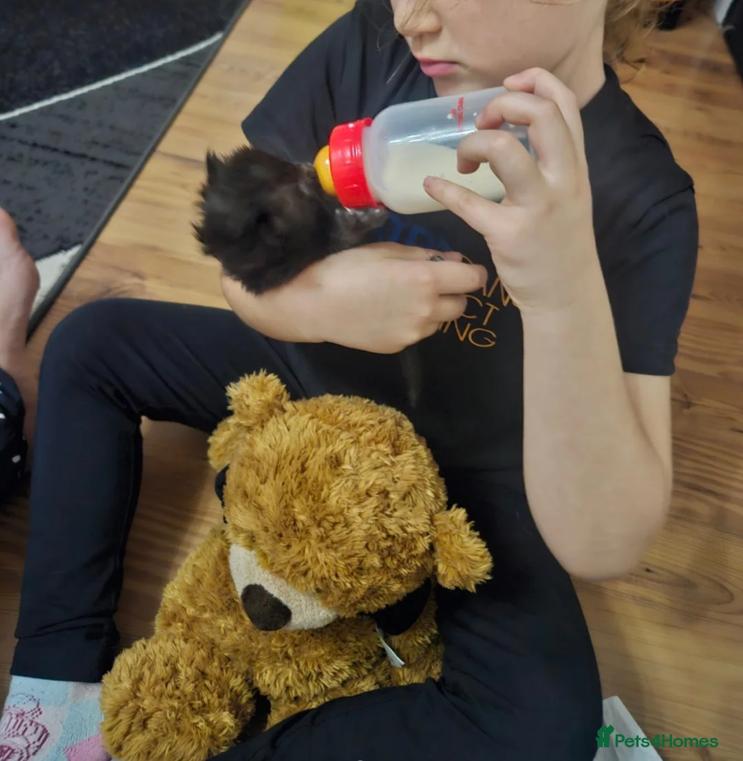 Mixed Breed cats for sale: ​🐾 Precious Bottle-Fed & Hand-Raised Kittens ❣️ - Advert 2