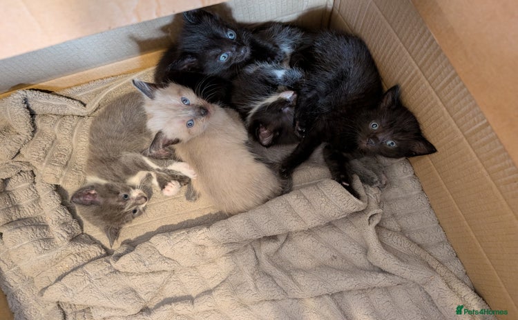 Mixed Breed cats - Advert 15