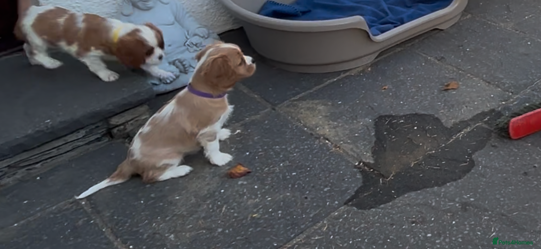 Cavalier King Charles Spaniel dogs for sale: Cavalier King Charles  - Image 4