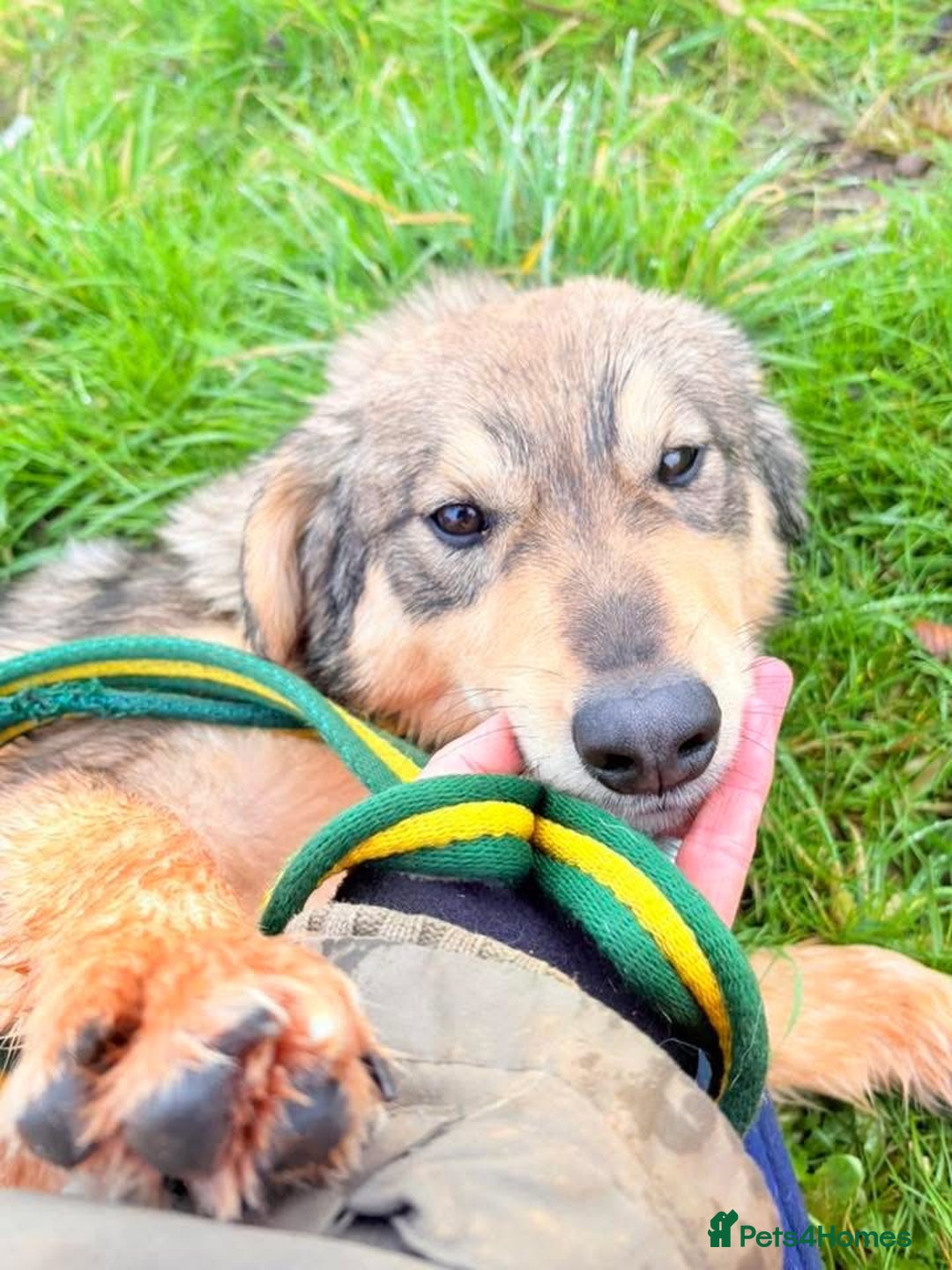 Mixed Breed dogs for adoption: Dave - Norwich Norfolk  - Advert 7