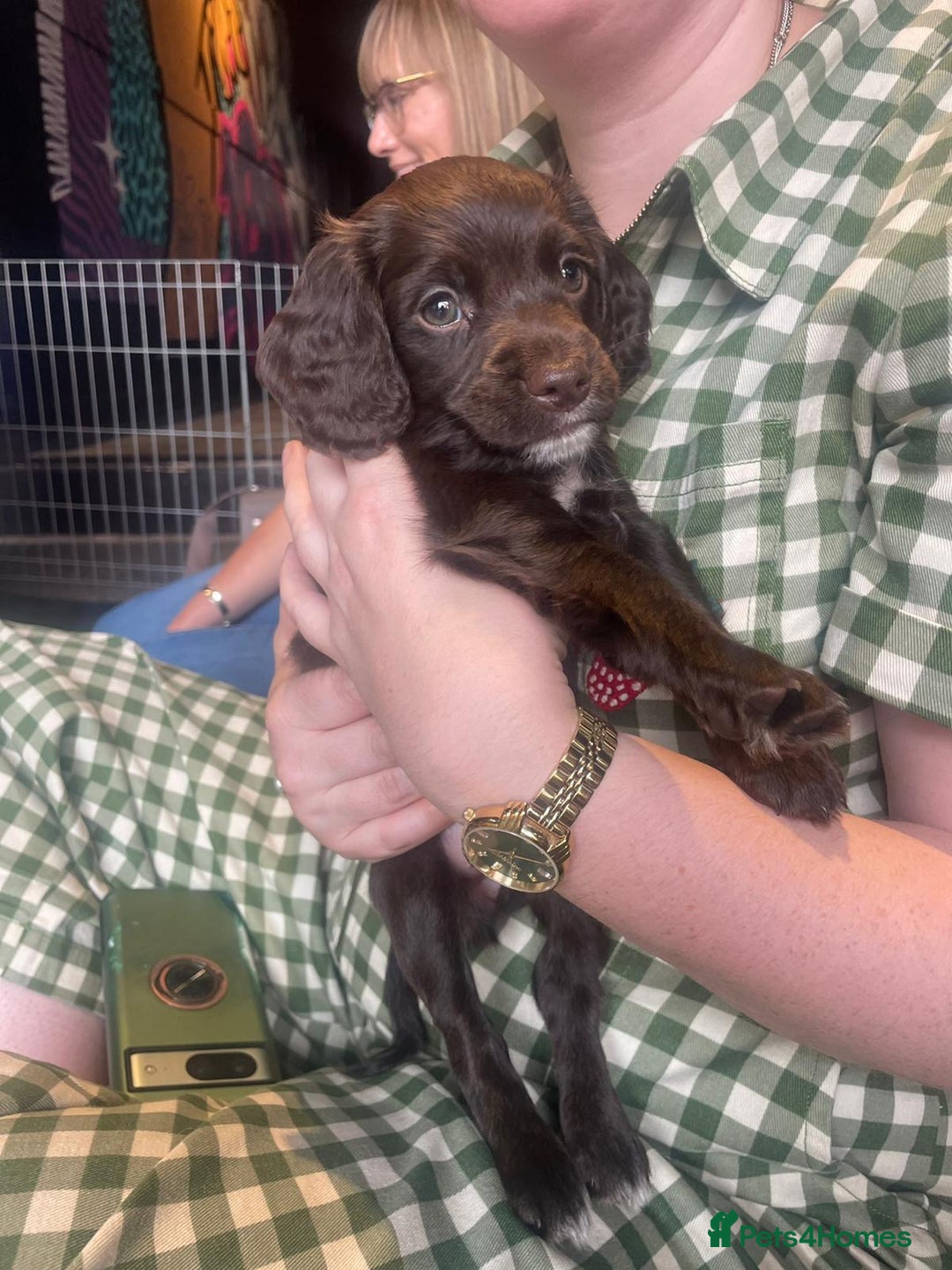 Cockapoo dogs for sale: READY NOW..!  cockapoos *1 girl 2boys* - Image 3