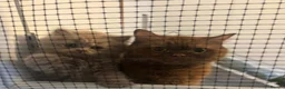 British Longhair cats for sale: Champion Bloodlined Stud Boy‼️ - Advert 12