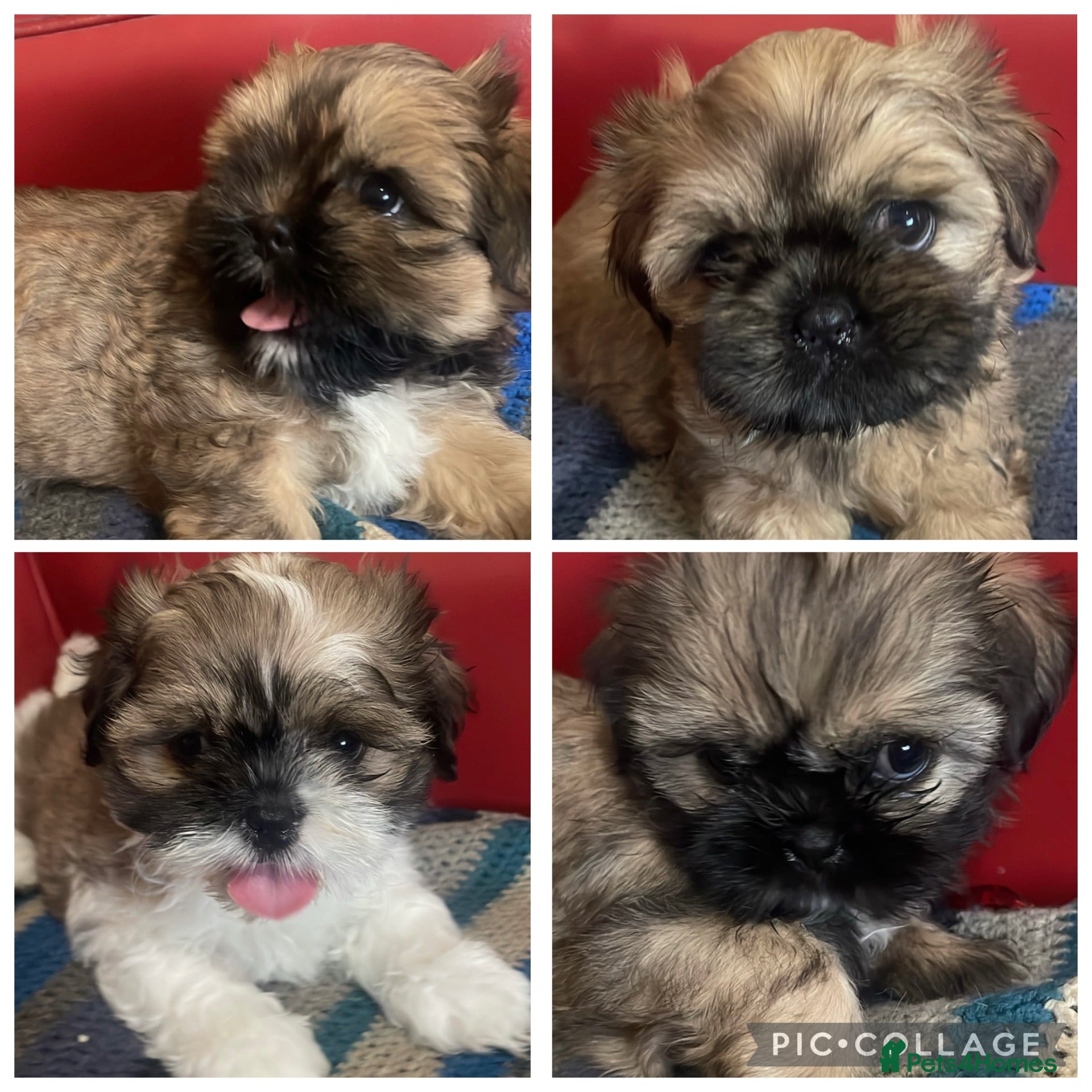 Shih Tzu dogs 🌟READY NOW 🌟stunning Shih Tzu Puppies ❤️ - Advert 11
