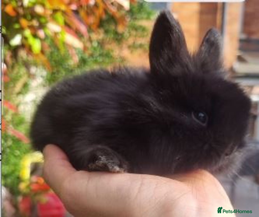 Mini Lop rabbits for sale: 4 x Mini Lion Lop Babies ready to collect 23 Feb - Advert 5