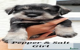 Miniature Schnauzer dogs for sale: Gorgeous sweet Schnauzer Puppies - Image 9