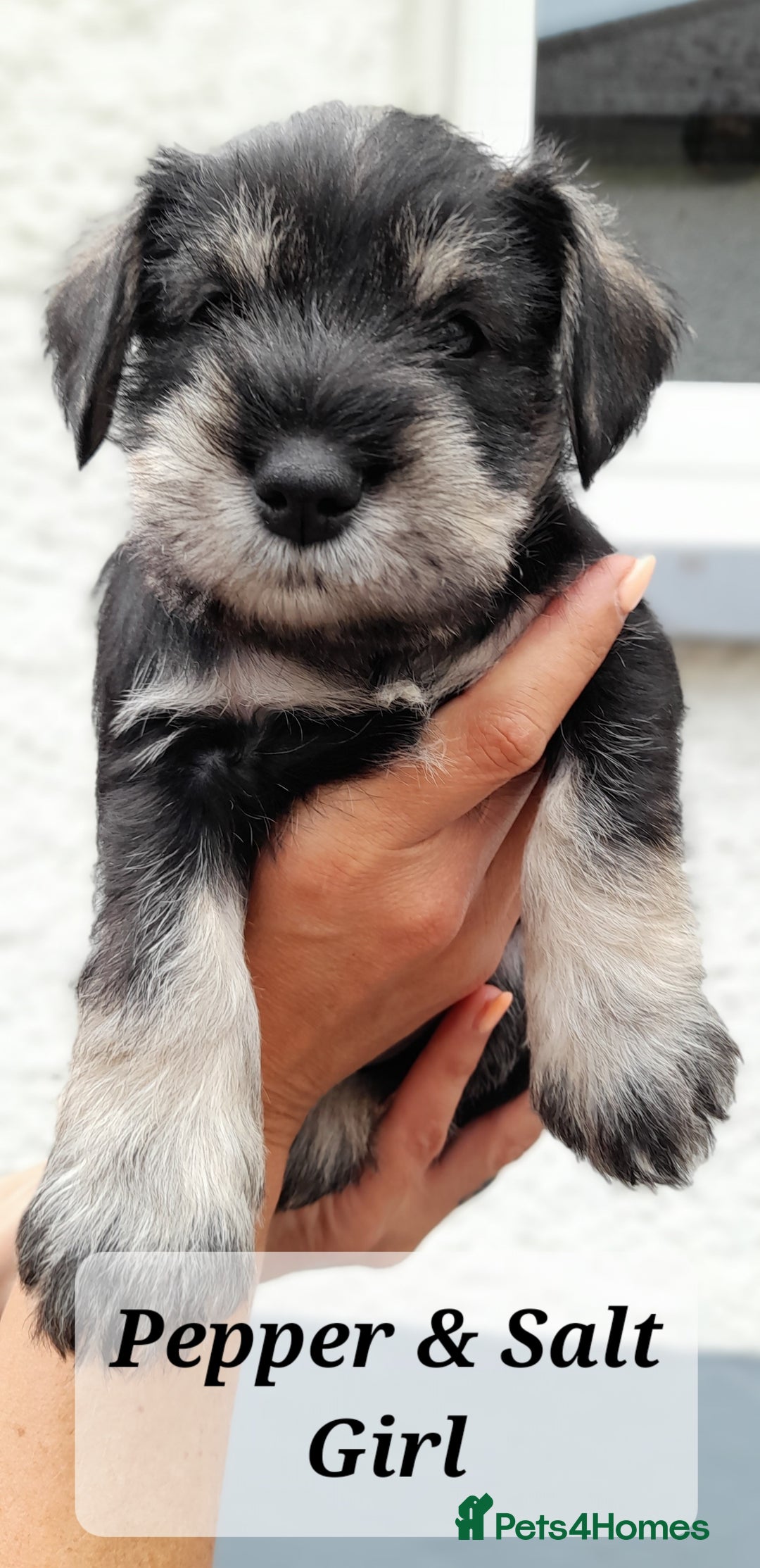 Miniature Schnauzer dogs for sale: Gorgeous sweet Schnauzer Puppies - Image 9