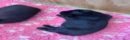 Flat coated Retriever dogs for sale: Flat coated retriever puppies in Gainsborough - Advert 4