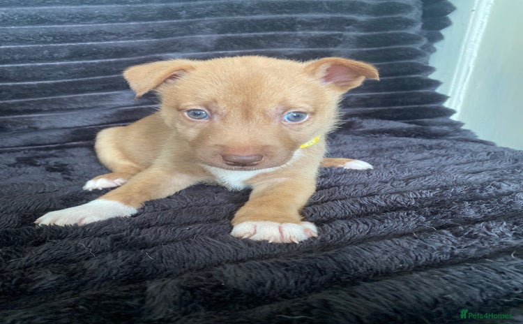 Mixed Breed dogs - Advert 1