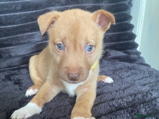 Mixed Breed dogs - Advert 20