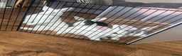 Mini Lion Lop rabbits for sale: mini lop x lionhead  in Exeter - Advert 5