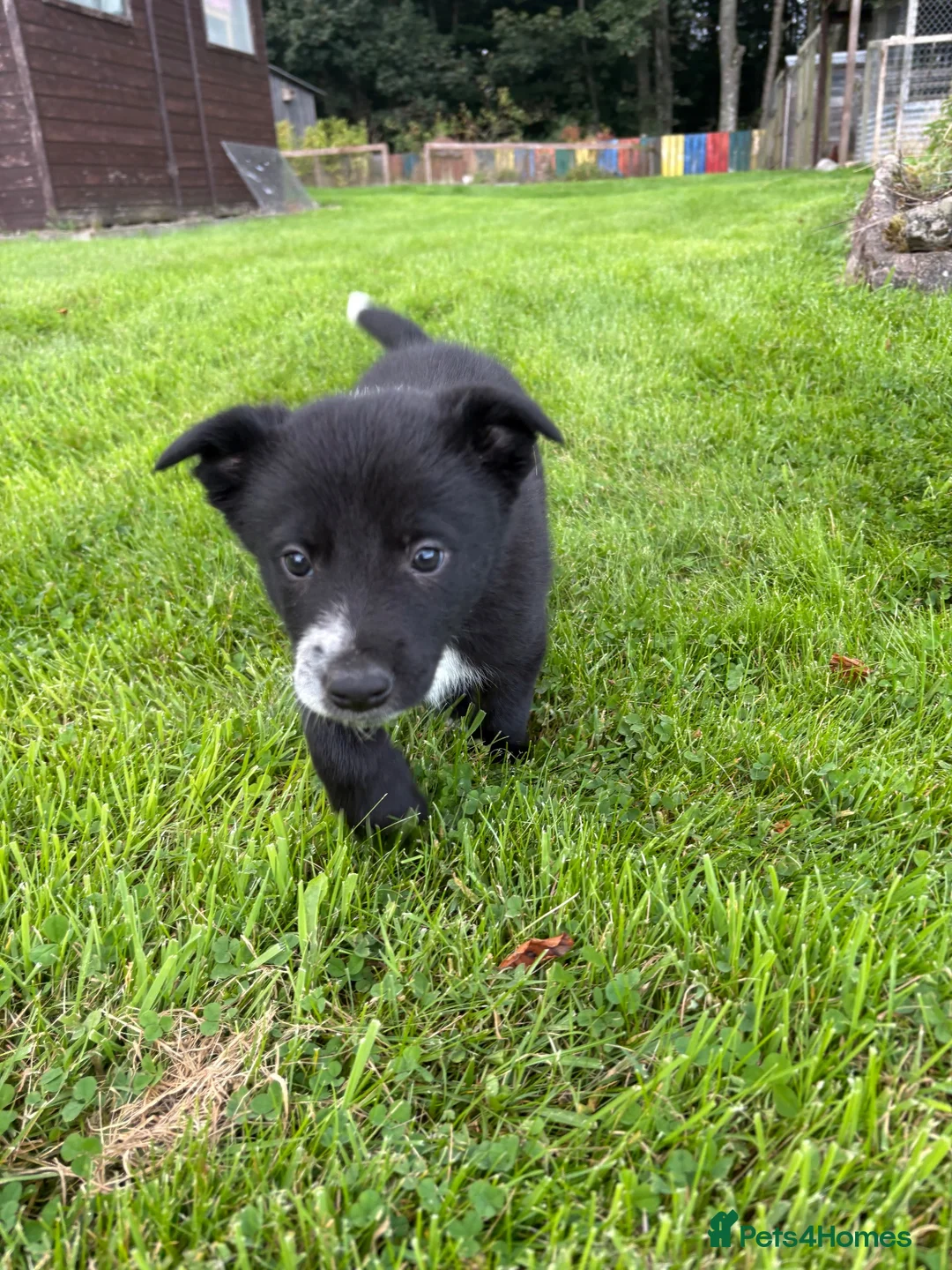Border Collie dogs for sale: Border Collie Puppies💙 - Advert 9
