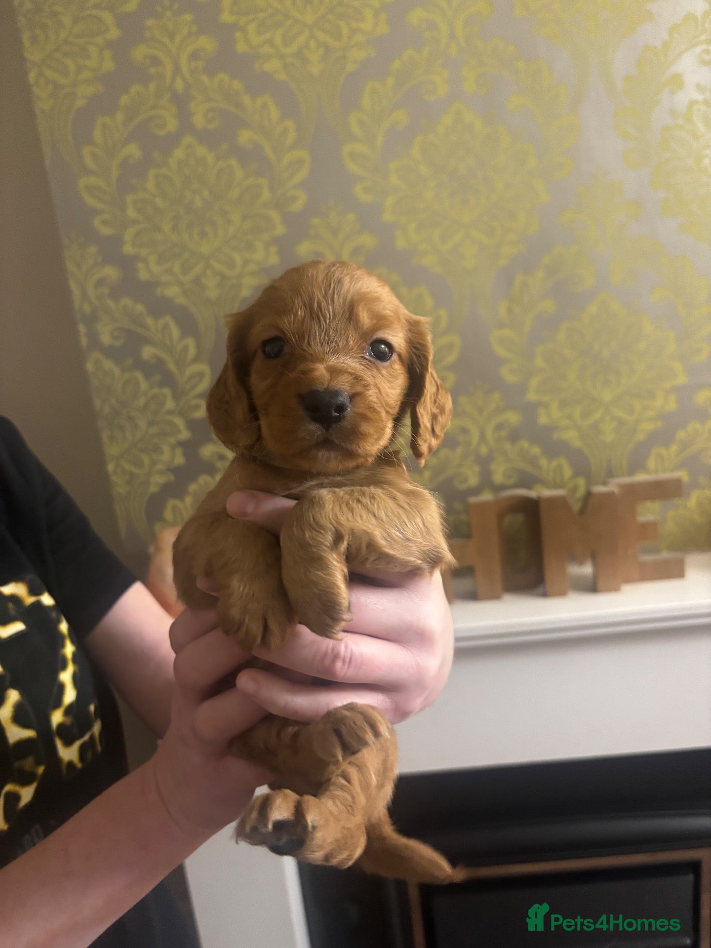 Cocker Spaniel dogs Stunning  Cocker Spaniel puppies  🐶  - Advert 12