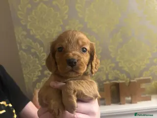 Cocker Spaniel dogs Stunning Cocker Spaniel puppies 🐶 - Advert 12