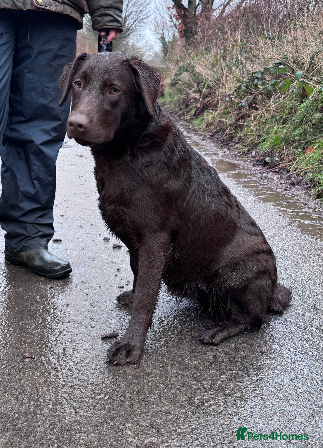 Labrador Retriever dogs for sale: KC Registered Chocolate Labrador Bitch - Advert 5