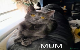 Oriental cats for sale: Two solid Blue Oriental mix girls - Image 2