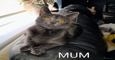 Oriental cats - Advert 12