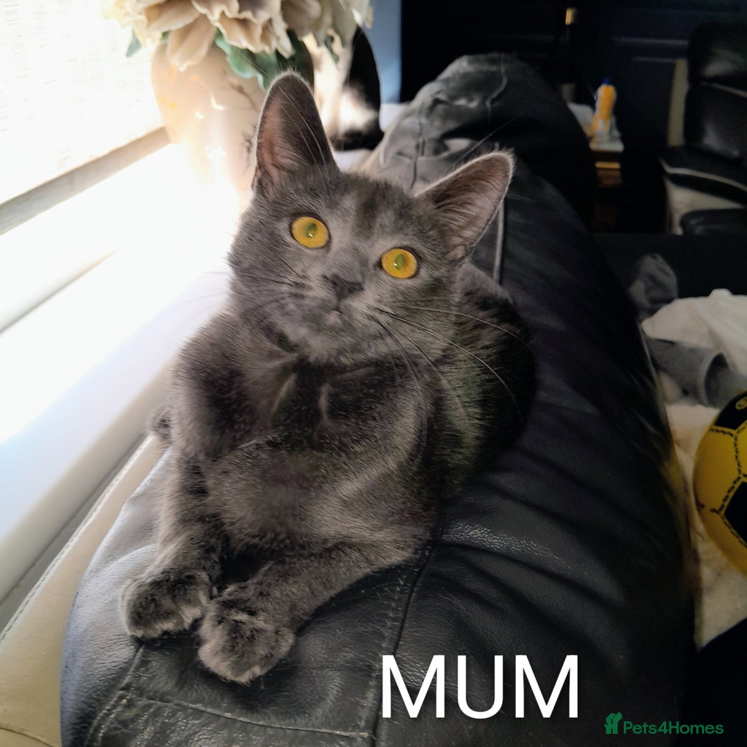 Oriental cats for sale: Two solid Blue Oriental mix girls - Image 2