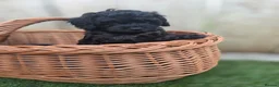 Cockapoo dogs for sale: GORGEOUS AMERICAN COCKAPOO PUPPIES FOR SALE 🐾 - Advert 4