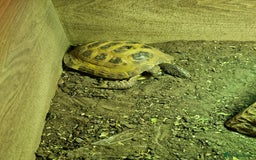 Tortoise reptiles for sale: 1 Male & 1 Female Horsfield tortoise - Image 2