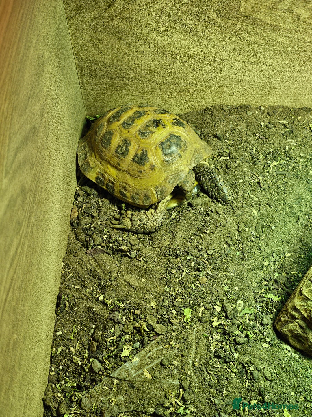 Tortoise reptiles for sale: 1 Male & 1 Female Horsfield tortoise - Image 2