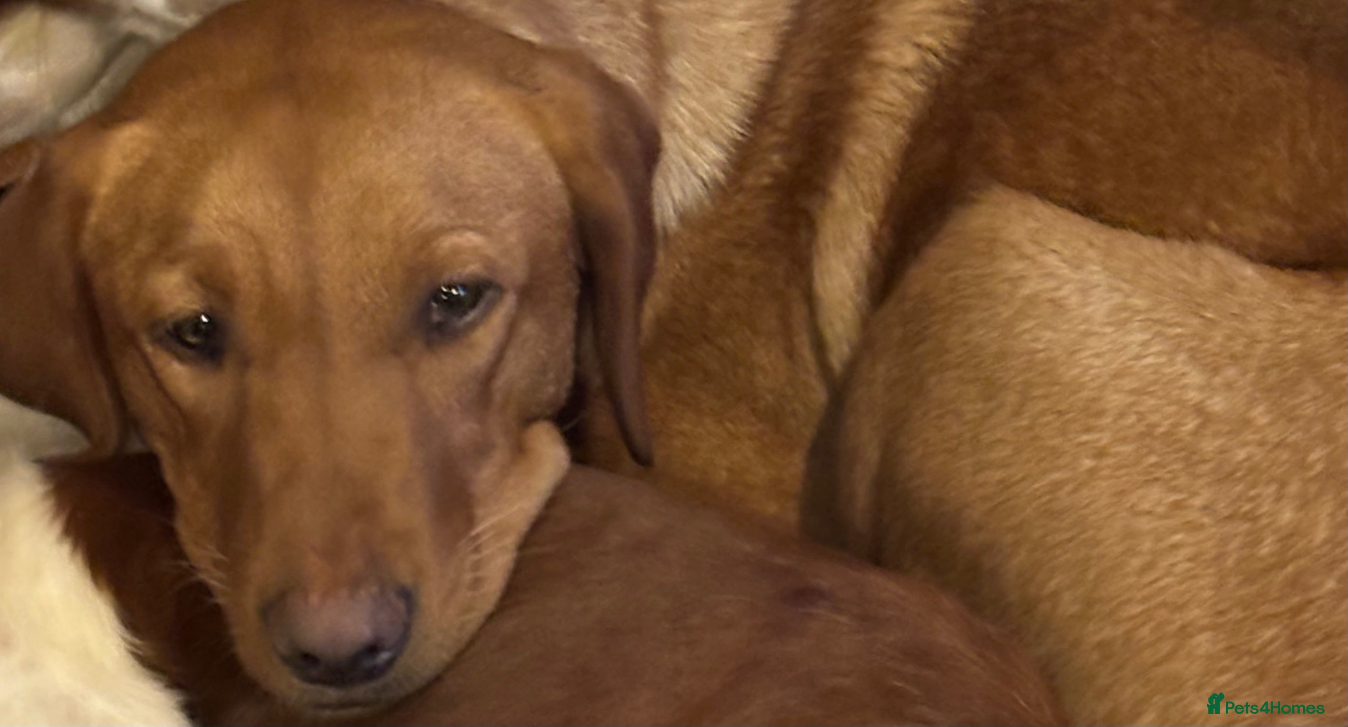 Labrador Retriever dogs Fully Health Tested Parents - Advert 1