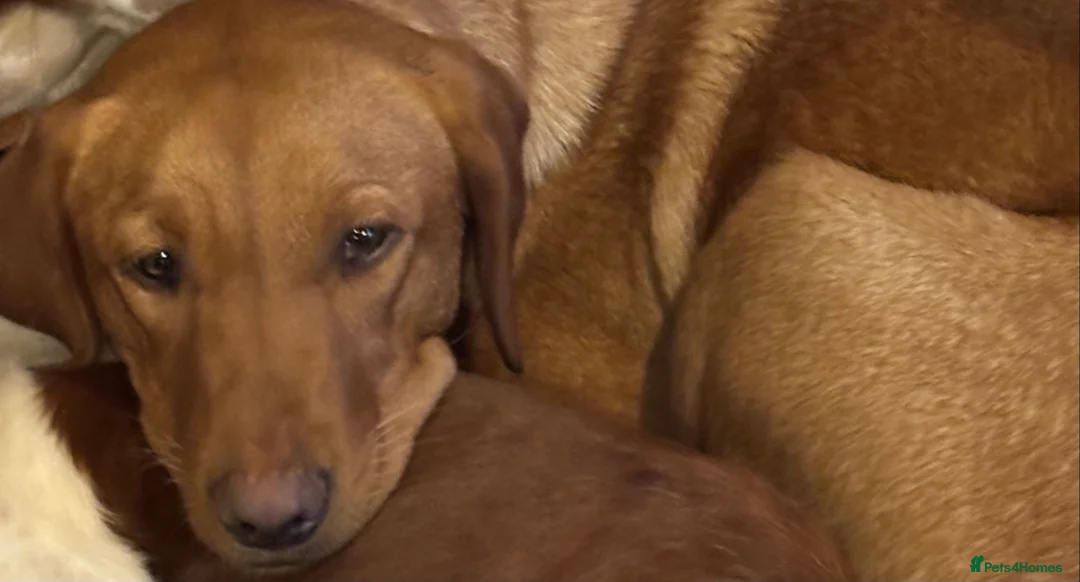 Labrador Retriever dogs for sale: Fully Health Tested Parents - Advert 1