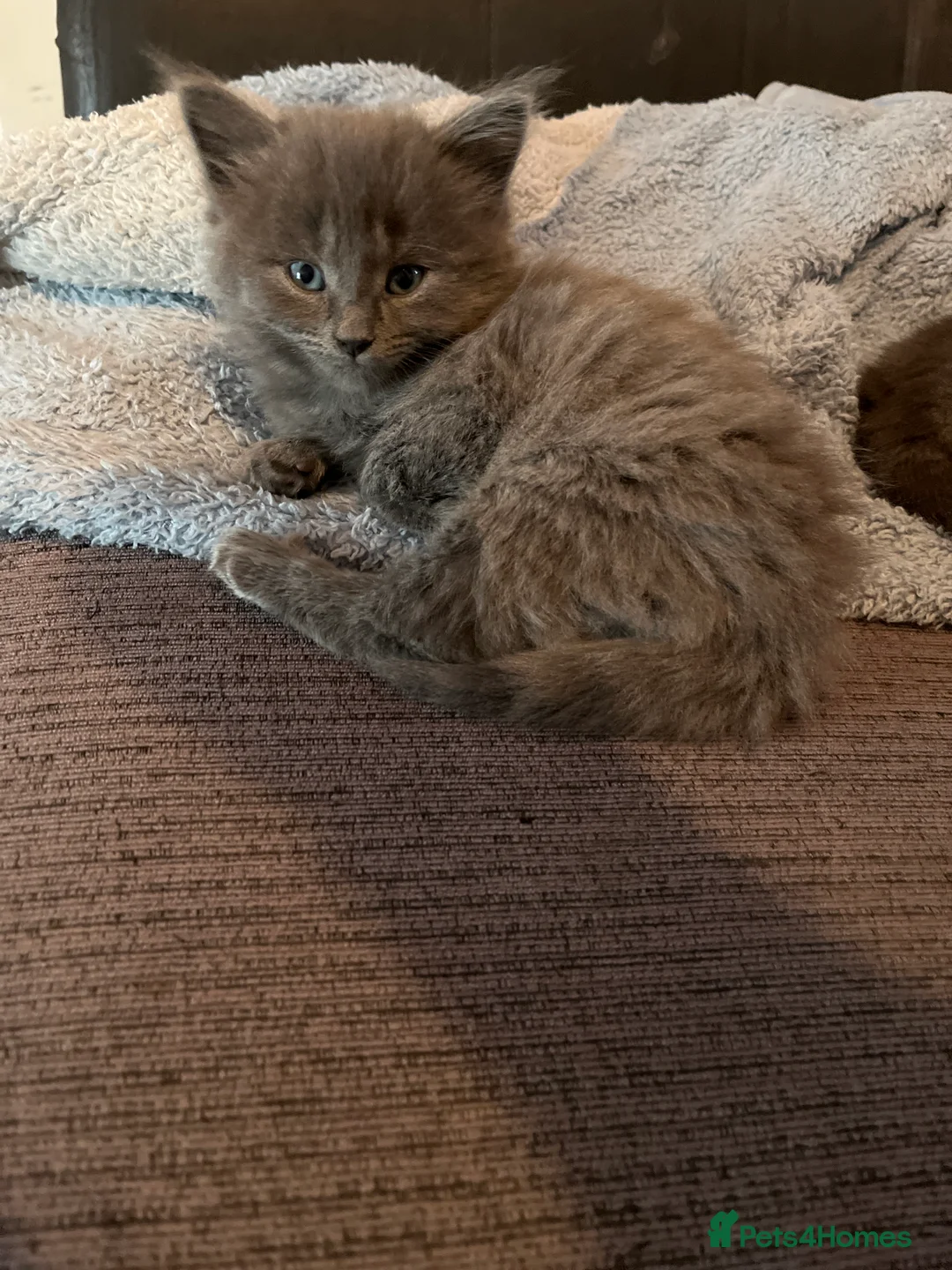 Mixed Breed cats for sale: beautiful & friendly long haired and shorthaired  - Advert 23