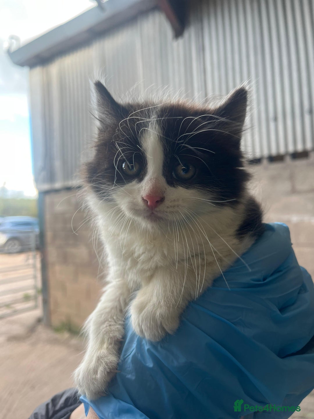 Mixed Breed cats for sale: Beautiful Farm kittens  - Image 17
