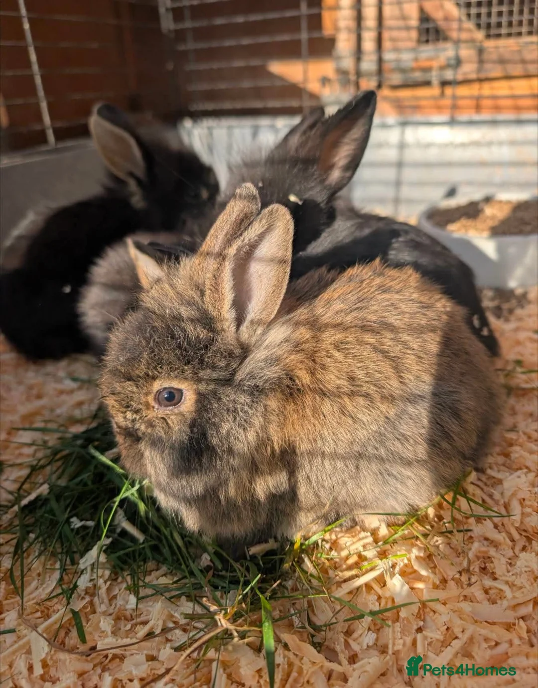 Lionhead rabbits for sale: Bunnies for sale  - Advert 4