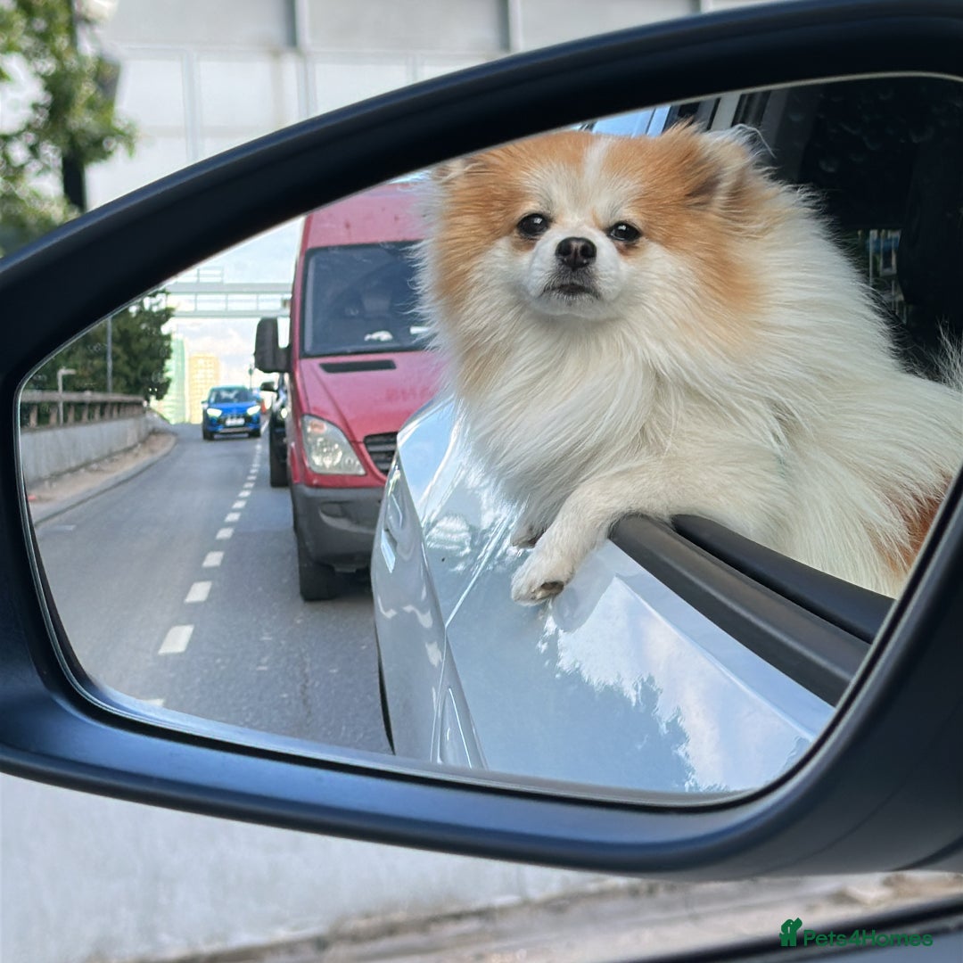 Pomeranian dogs for stud: Lover boy Romeo  - Advert 10