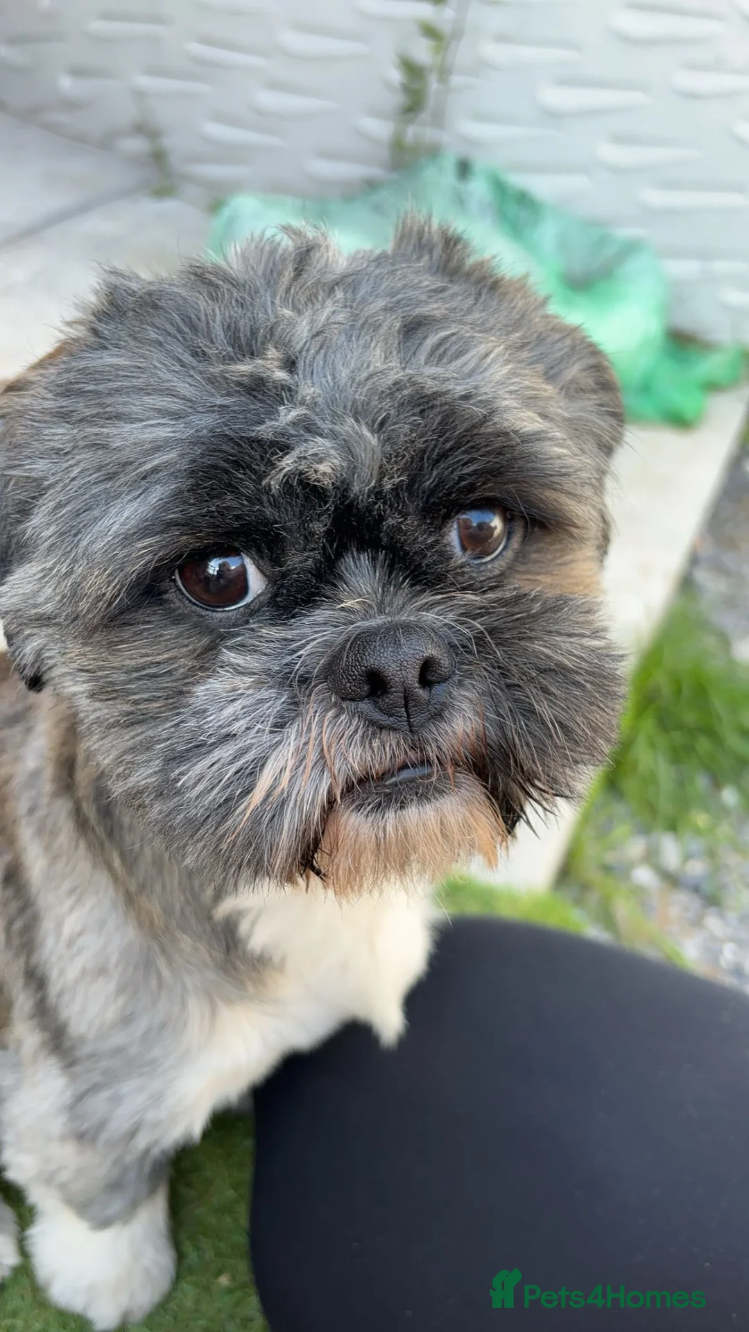 Mixed Breed dogs for sale: 2 pug tzu’s for sale  - Advert 11