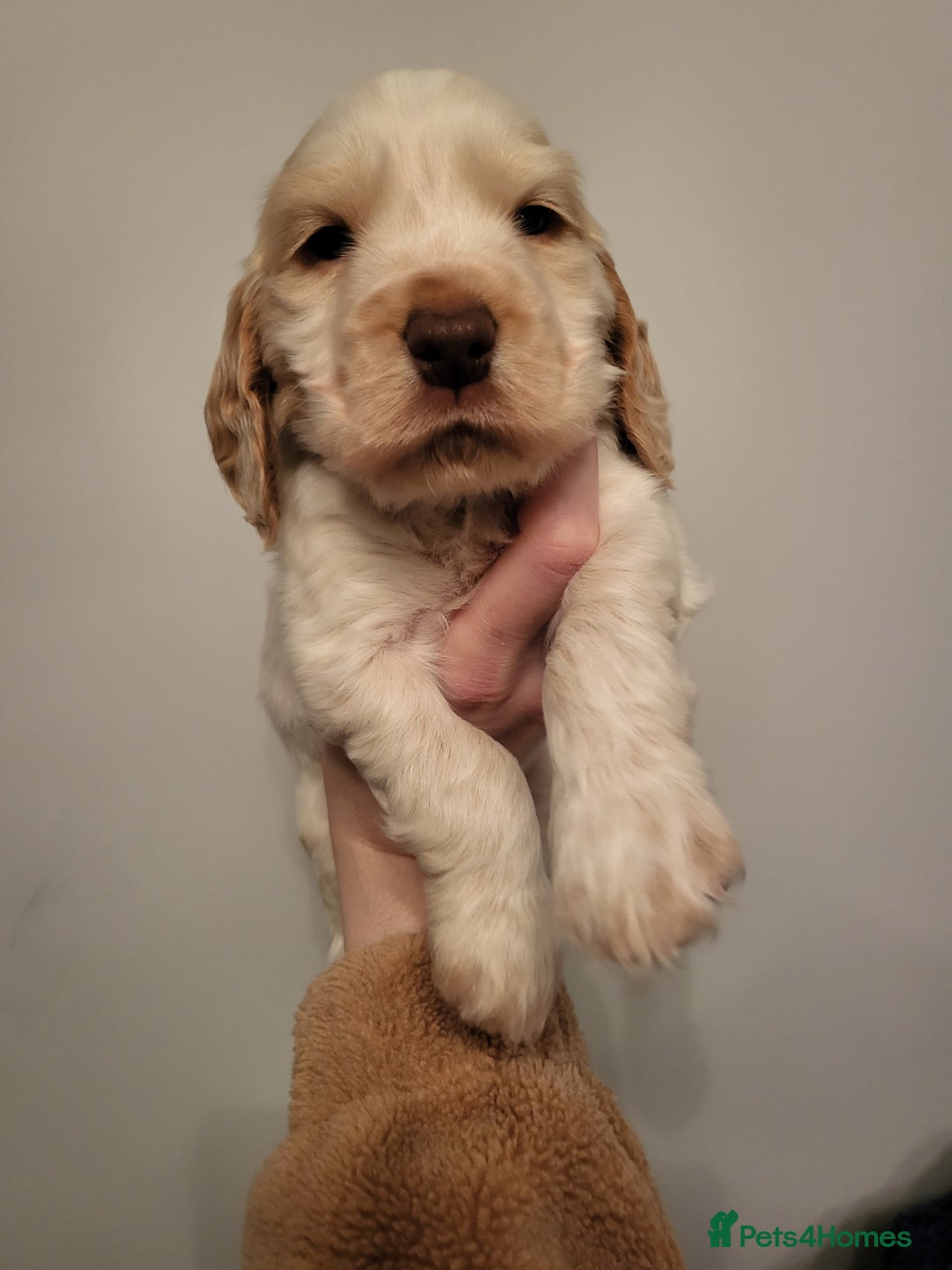 Cocker Spaniel dogs for sale: Stunning KC Registered Show Cocker Spaniel Puppies - Advert 13