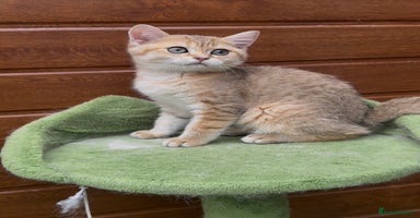 British Shorthair cats in Hayes - Advert 15