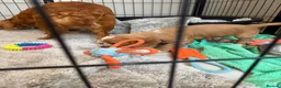 Cocker Spaniel dogs for sale: Beautiful Golden cockers free insurance with agria - Advert 16