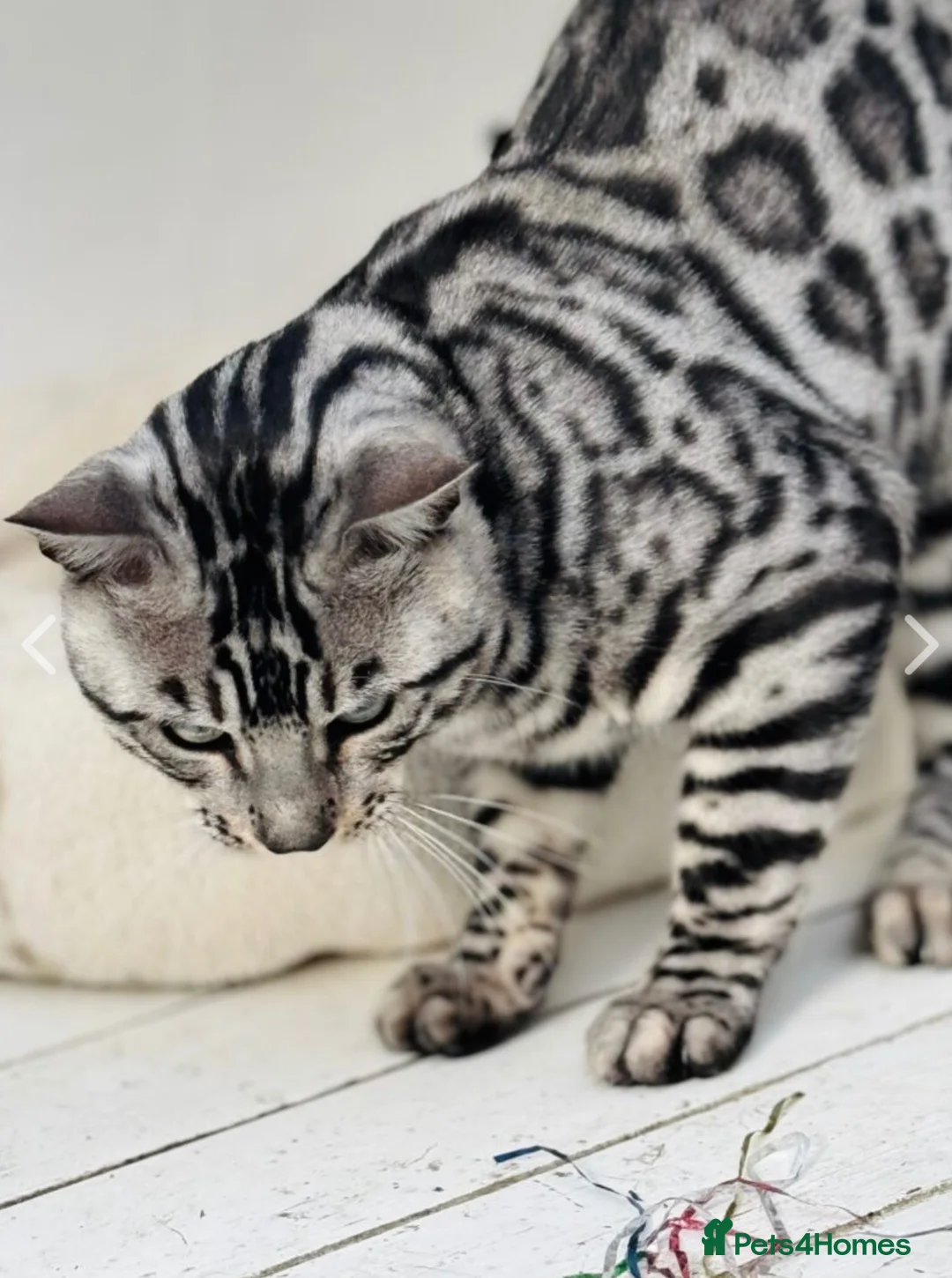 Bengal cats for sale: Stunning Neutered Bengal Male Silverstorm Trooper - Advert 5