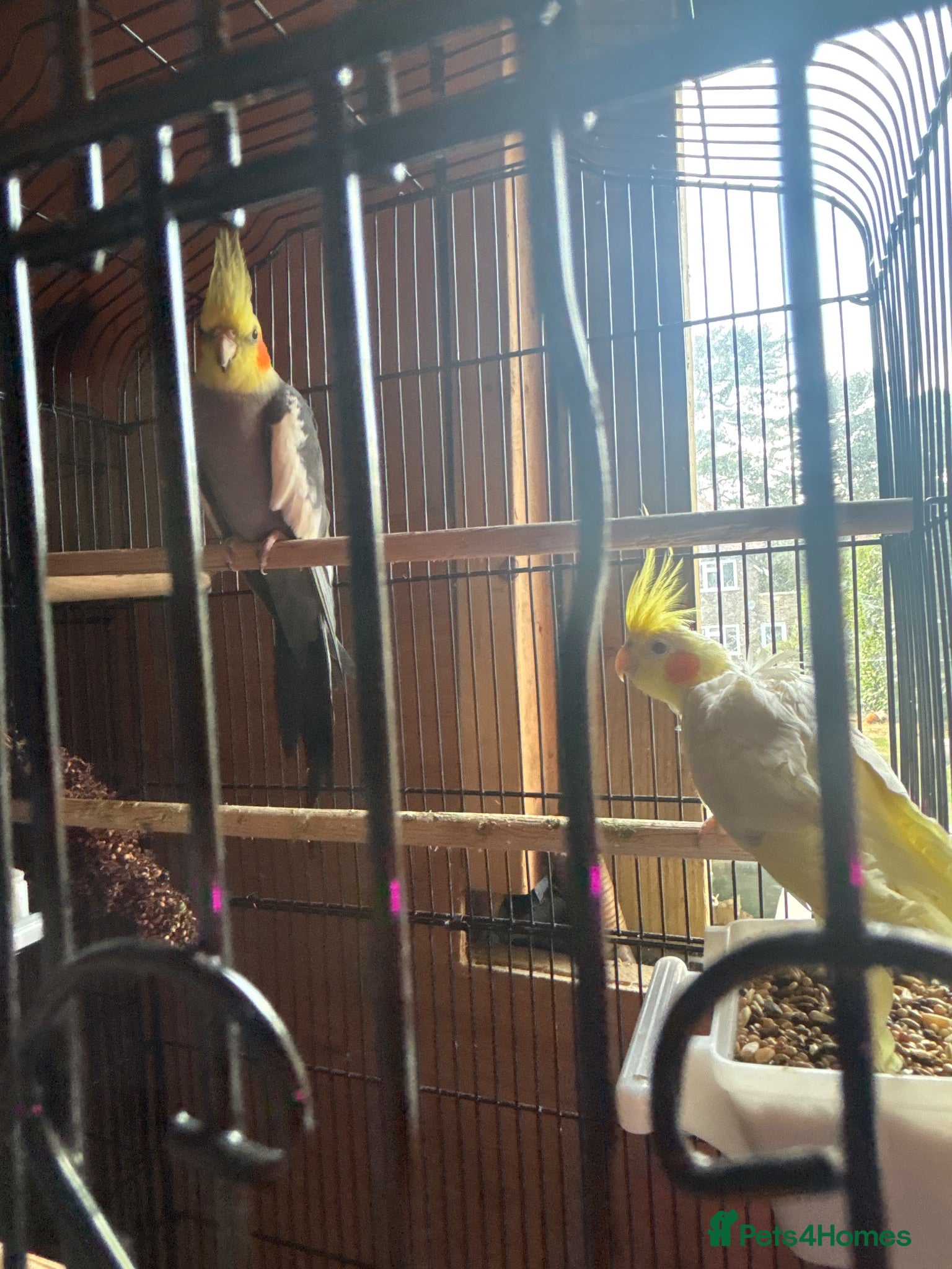 Cockatiels birds Cockatiel tame they sing Adam’s family  - Advert 4