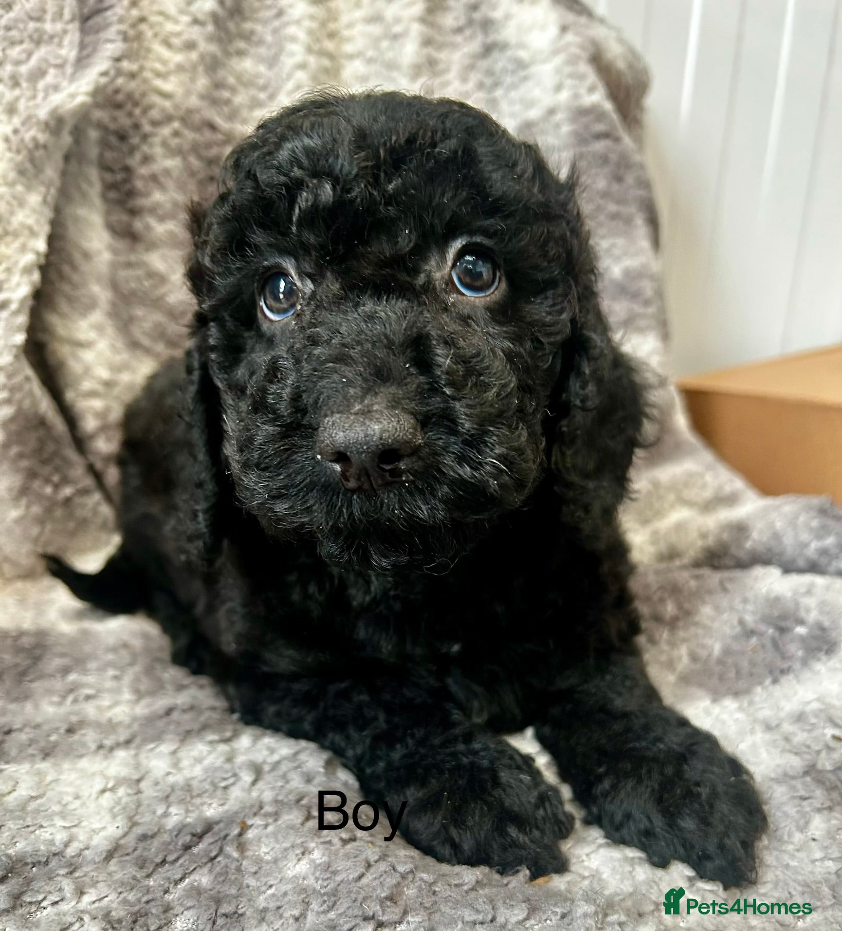 Cockapoo dogs for sale: Stunning f2 cockapoo  - Advert 2