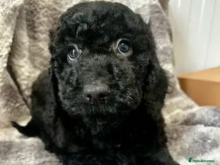 Cockapoo dogs for sale: Stunning f2 cockapoo - Advert 1