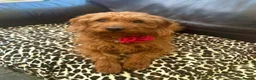 Labradoodle dogs for sale: Absolutely beautiful, F1bb Miniature Labradoodles  - Advert 3