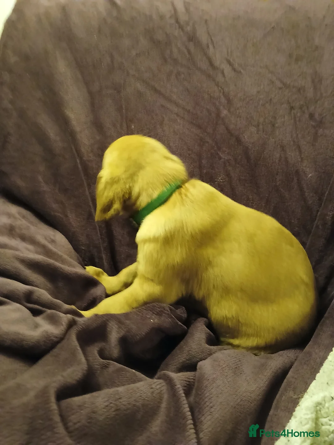 Labrador Retriever dogs for sale: Fox red labrador puppies - Advert 13