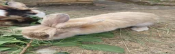 Mini Lion Lop rabbits for sale:   9 Mini Lion x lops - Advert 7