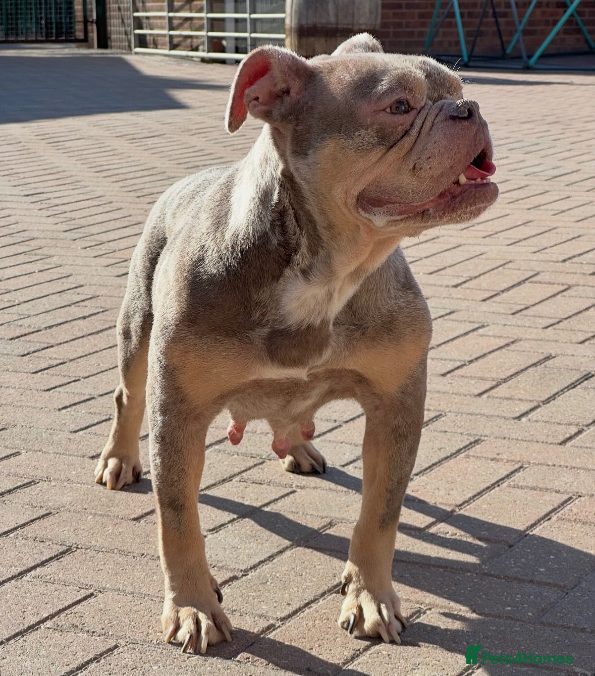 Olde English Bulldogge dogs Adult female  - Advert 12