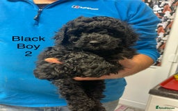 Toy Poodle dogs for sale: PEDIGREE TOY POODLES PRA CLEAR  - Advert 28