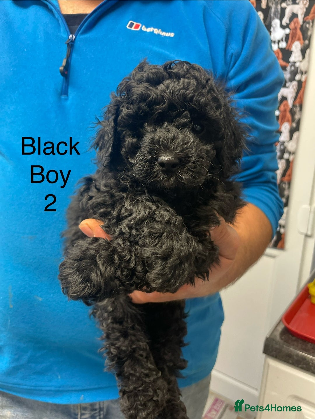 Toy Poodle dogs for sale: PEDIGREE TOY POODLES PRA CLEAR  - Advert 28