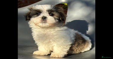 Mixed Breed dogs - Advert 9