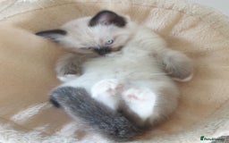 Ragdoll cats for sale: 4 beautiful ragdoll kittens for sale - Oxford - Image 10