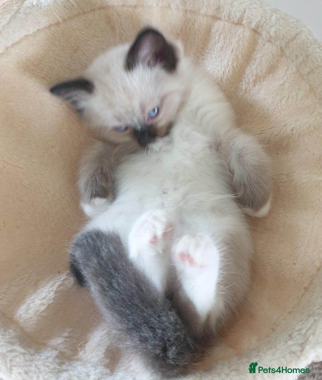 Ragdoll cats for sale: 4 beautiful ragdoll kittens for sale - Oxford - Image 10